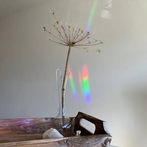 BOTANOPIA | Regenboogmaker | Take it easy and enjoy - Le CirQue Conceptstore