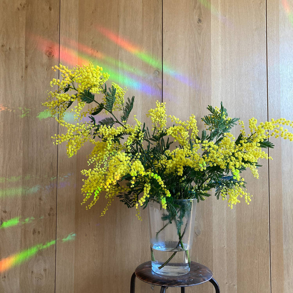 BOTANOPIA | Regenboogmaker | Take it easy and enjoy - Le CirQue Conceptstore