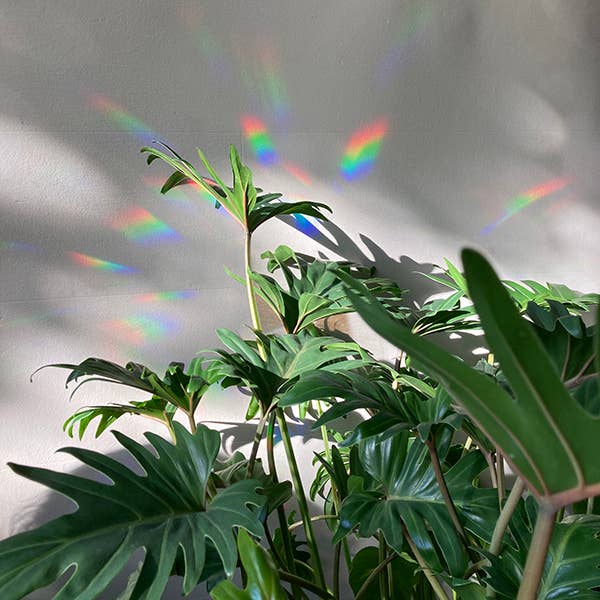 BOTANOPIA | Regenboogmaker | Take it easy and enjoy - Le CirQue Conceptstore