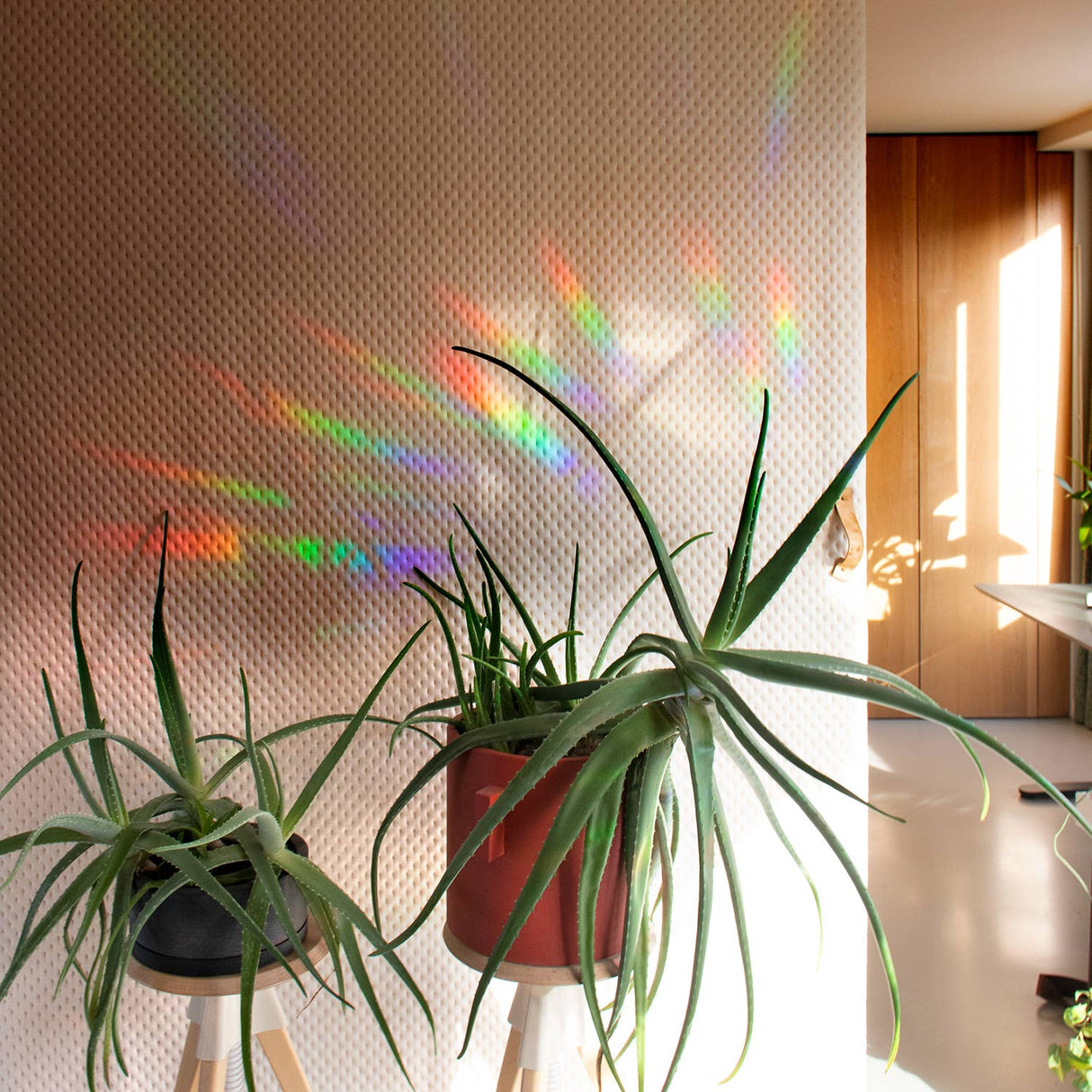 BOTANOPIA | Regenboogmaker | Take it easy and enjoy - Le CirQue Conceptstore